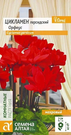 Цикламен Орфеус махровый, 3 шт Цикламен Орфеус махровый, 3 шт