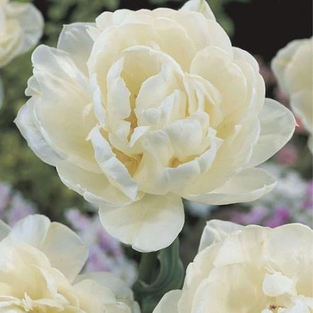 Тюльпан Up White (5 шт. в уп.)