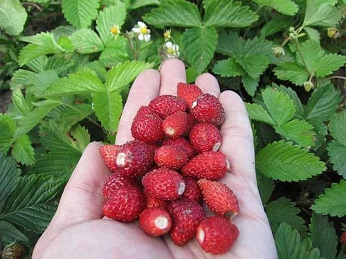 Земляника ремонтантная Али Баба Земляника ремонтантная Али Баба