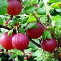 Крыжовник красный Ра100 на штамбе С3 Крыжовник красный Ра100 на штамбе С3