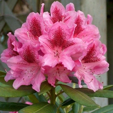 Рододендрон Cosmopolitan 40-50 см Рододендрон Cosmopolitan 40-50 см