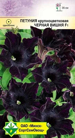 Петуния гибридная крупноцветная Черная вишня F1, 5 шт (МССО) Петуния гибридная крупноцветная Черная вишня F1, 5 шт (МССО)