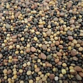 Смесь сидератов (рапс, редька масличная, горчица белая), 1 кг Смесь сидератов (рапс, редька масличная, горчица белая), 1 кг