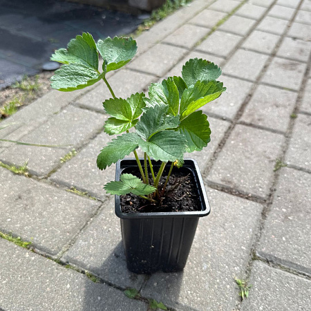 Клубника Нанди Клубника Нанди