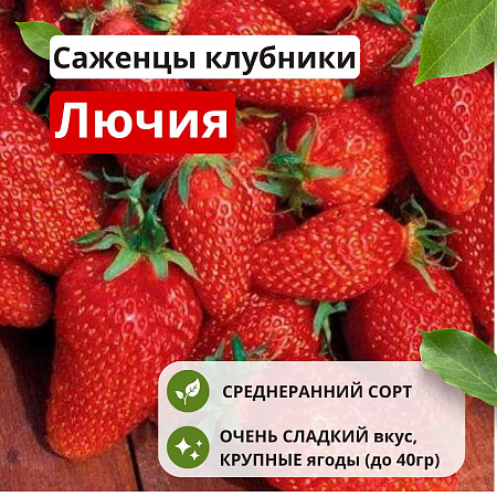 Клубника Лючия