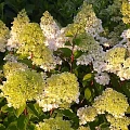 Гортензия Candlelight метельчатая С3 Гортензия Candlelight метельчатая С3