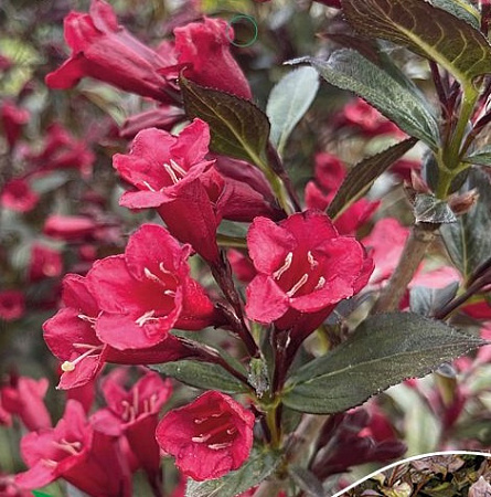 Вейгела Блэк Руби (Black Ruby) цветущая 40-50 см