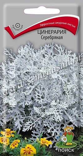 Цинерария Серебряная, 0,2 г (Поиск) Цинерария Серебряная, 0,2 г (Поиск)