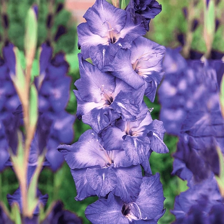 Гладиолус Grapevine (уп. 7 шт)