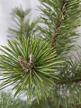Сосна Унцината (Uncinata) 30-40 см горная Сосна Унцината (Uncinata) 30-40 см горная