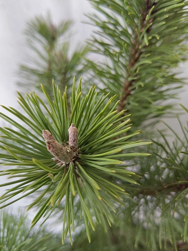 Сосна Унцината (Uncinata) 30-40 см горная Сосна Унцината (Uncinata) 30-40 см горная