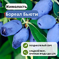 Жимолость Бореал Бьюти съедобная С3 Жимолость Бореал Бьюти съедобная С3