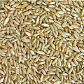 Рожь озимая зеленоукосная, 1 кг. Рожь озимая зеленоукосная, 1 кг.