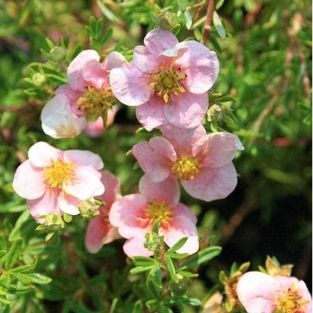 Лапчатка Pretty Polly кустарниковая C3