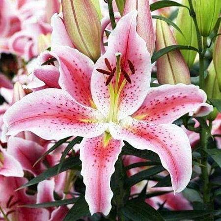 Лилия Rapid Romance (уп. 1 шт)