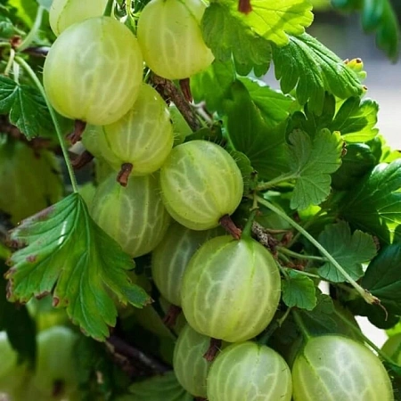Крыжовник Малахит С3