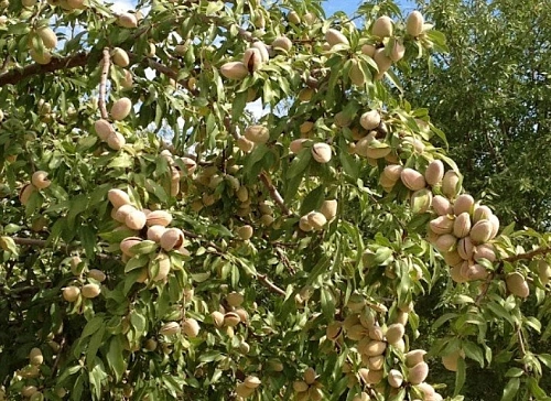 Миндаль Никитский Миндаль Никитский