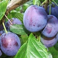 Слива Блюфри Слива Блюфри