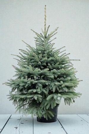 Ель Глаука (Glauka) голубая 100-120 cм копаная в горшке