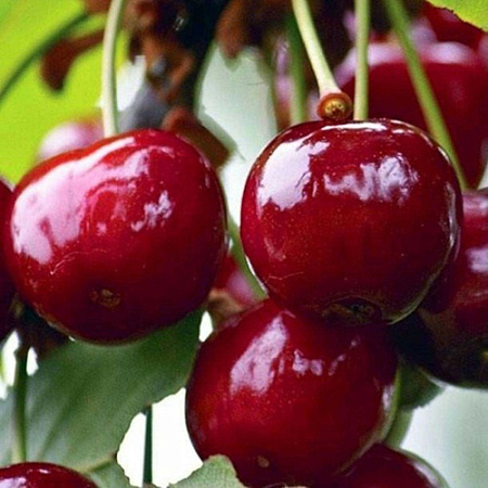 Вишня Конфитюр Вишня Конфитюр