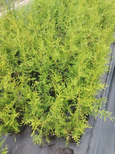 Туя Брабант (Brabant) западная C3 60-80 см Туя Брабант (Brabant) западная C3 60-80 см