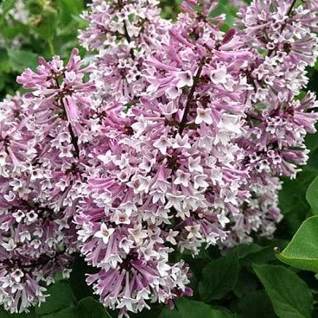 Сирень Мисс Ким С3