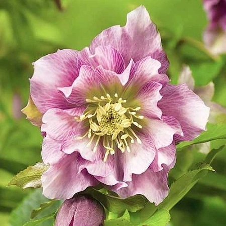 Морозник Double Ellen Pink (уп. 1 шт)