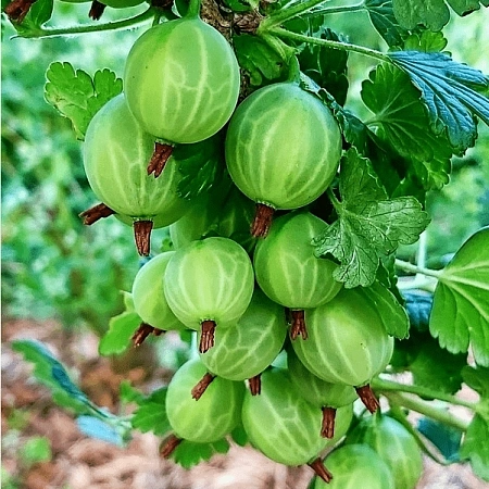 Крыжовник Мартенс С2