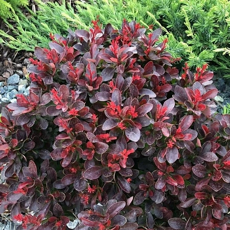 Барбарис Atropurpura Nana тунберга С3