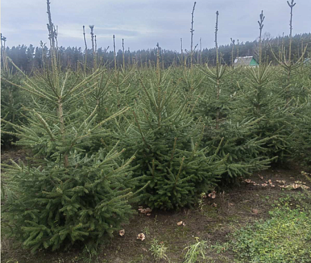 Ель обыкновенная 100-120 см копаная в горшке