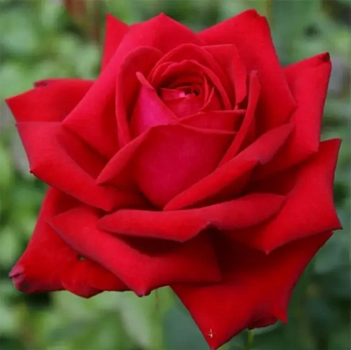 Роза чайно-гибридная Burgund (горшок C4) Роза чайно-гибридная Burgund (горшок C4)