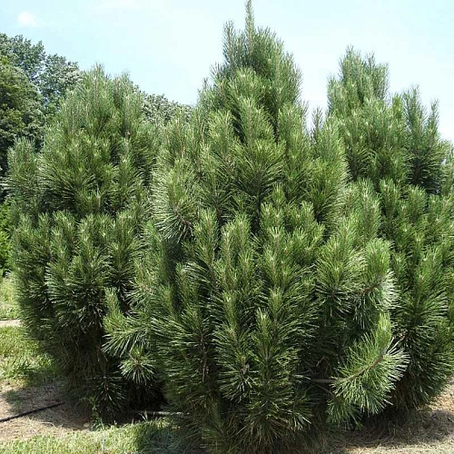 Сосна Нигра (Nigra) черная 20-25 см Сосна Нигра (Nigra) черная 20-25 см