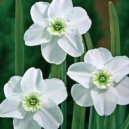 Нарцисс Грин Айс.