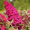 Буддлея давида Royal Red Буддлея давида Royal Red