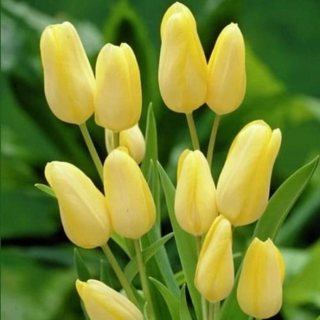 Тюльпан Fats Domino (5 шт. в уп.)