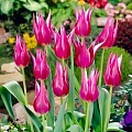 Тюльпан Lilylady (10 шт. в уп.) Тюльпан Lilylady (10 шт. в уп.)