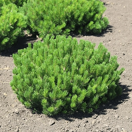 Сосна горная Мугус (Mughus)