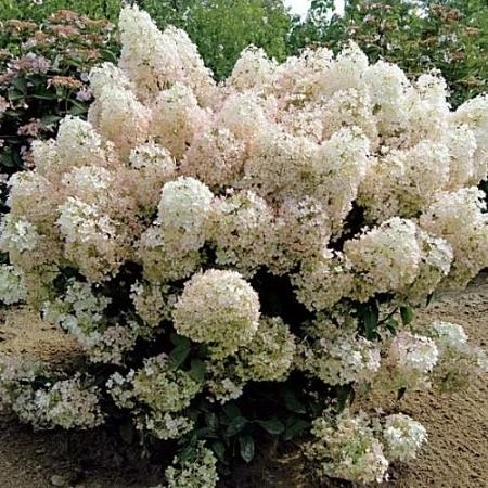 Гортензия Бобо (Bobo) метельчатая С2 3-хлетка