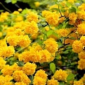 Керрия Pleniflora японская 20 см Керрия Pleniflora японская 20 см