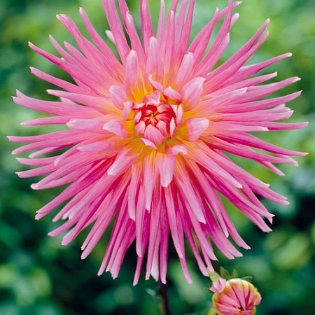 Георгина New Dimension