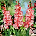 Гладиолус Pink Lady (5 шт. в уп.) Гладиолус Pink Lady (5 шт. в уп.)