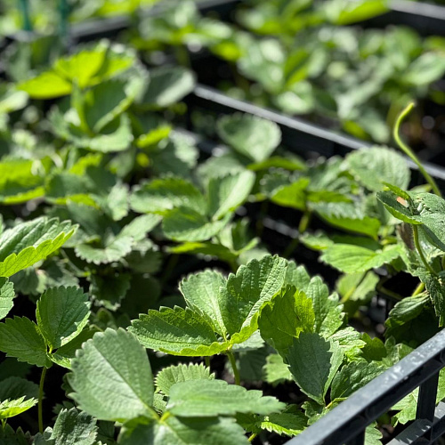 Клубника Нанди Клубника Нанди