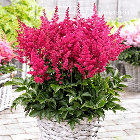 Астильба Вероника Клозе