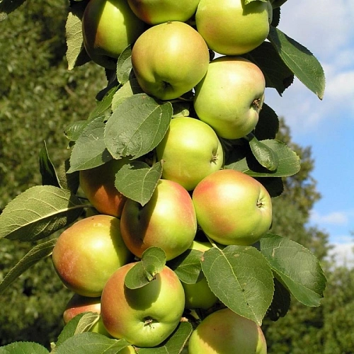 Яблоня Трайдент (колоновидная) Яблоня Трайдент (колоновидная)