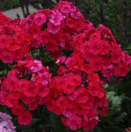 Флокс Panikulata Red