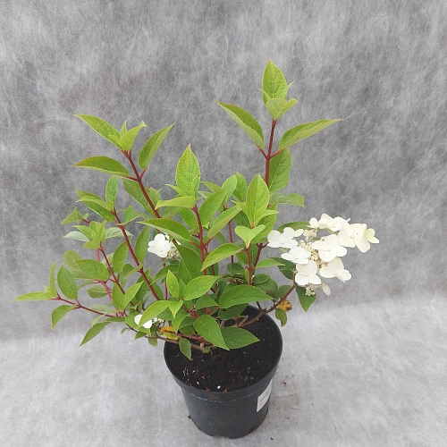 Гортензия метельчатая Wims Red С3 Гортензия метельчатая Wims Red С3