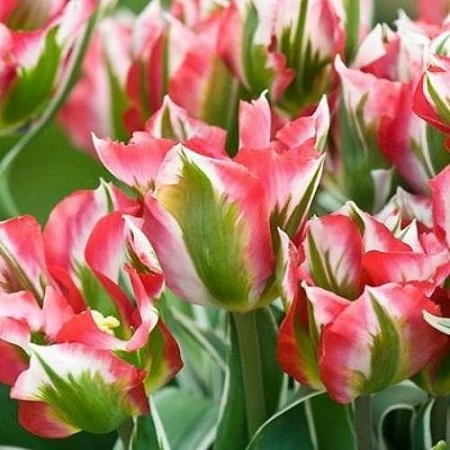 Тюльпан Esperanto (5 шт. в уп.)