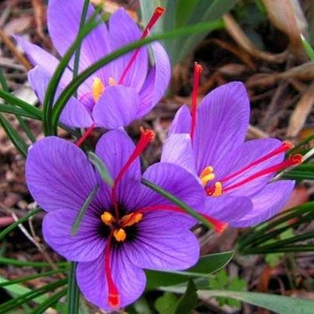 Крокус Sativus (10 шт. в уп.)