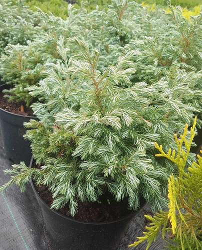 Кипарисовик Булевард горохоплодный 30 см С5 Кипарисовик Булевард горохоплодный 30 см С5