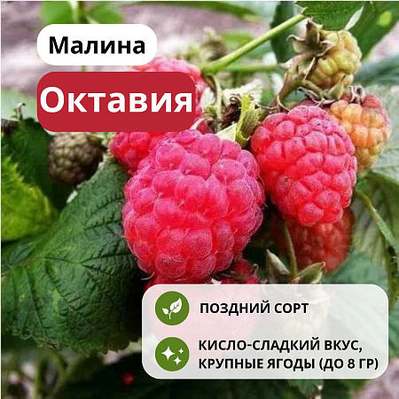 Малина Октавия С3 Малина Октавия С3